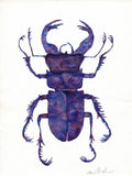 Beetle