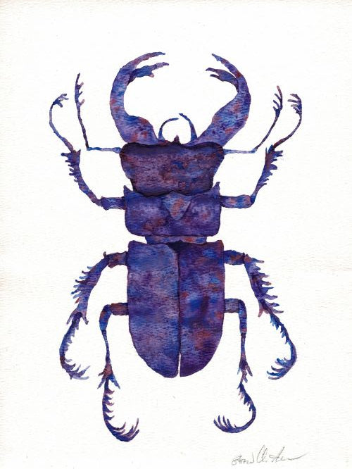Beetle