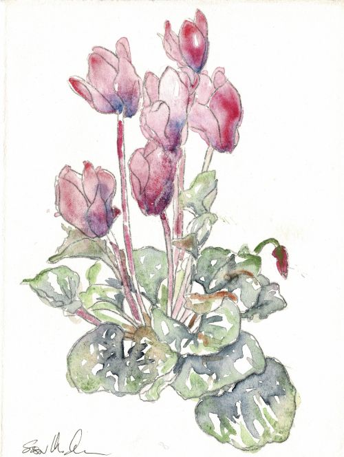 Cyclamens