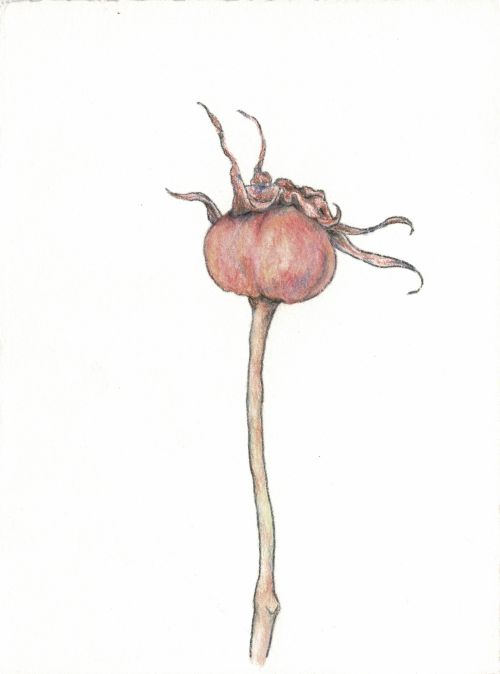 Rose hip
