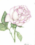 Pink Rose