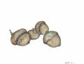 Acorns