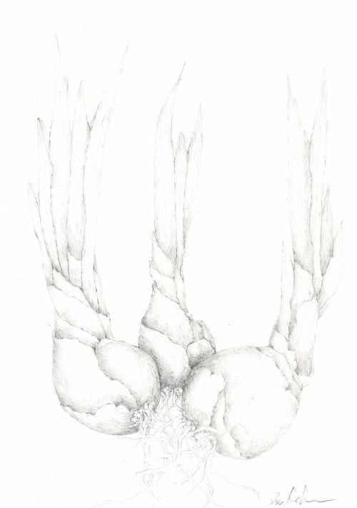 Sprouting