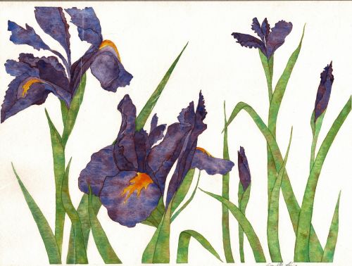 Irises