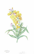 Wallflower