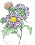 Aster