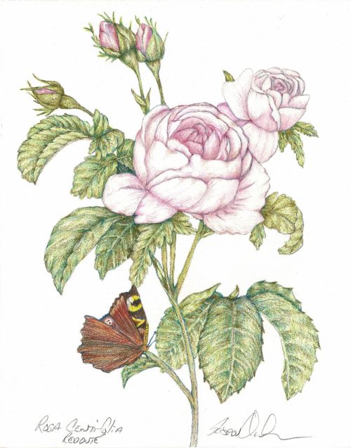 Rosa
