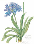 Agapanthus