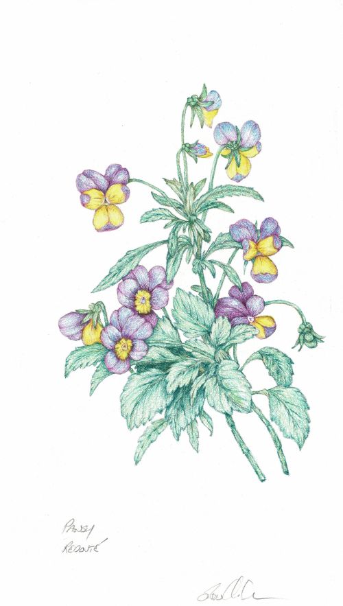 Pansy