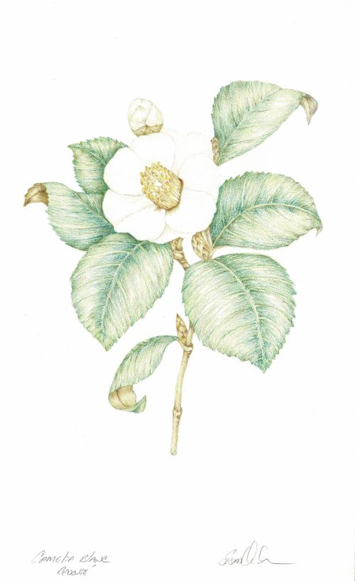 Camelia
