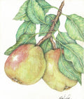 Pears