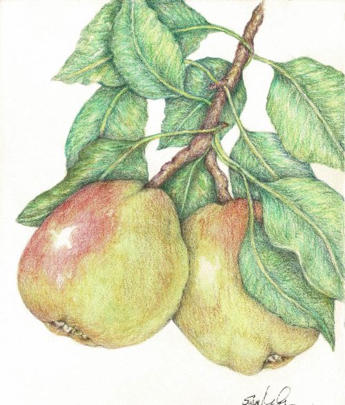 Pears