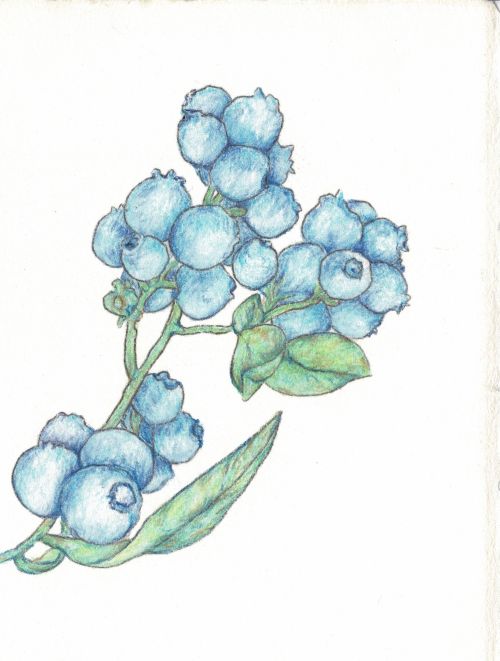 Blueberries