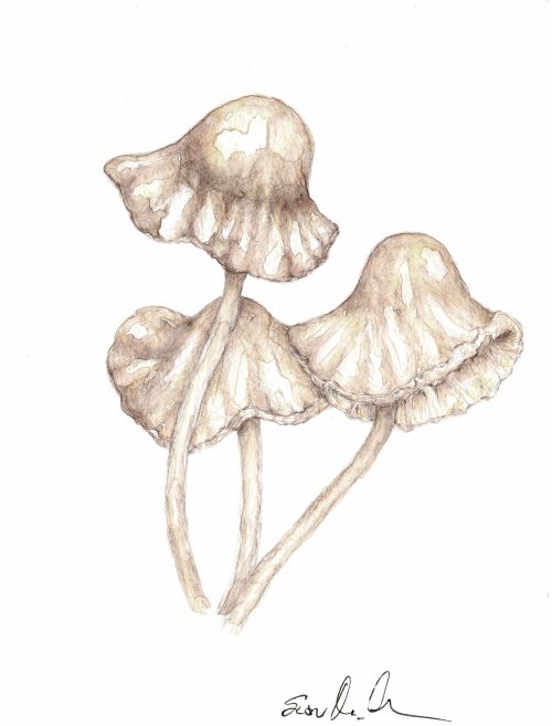 Mushrooms