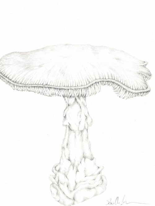 Mushroom