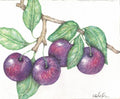 Cherries