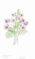 Chinese Primrose