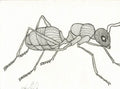 Line Ant