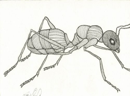 Line Ant