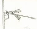Line Dragonfly