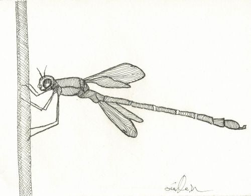 Line Dragonfly