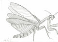 Line Prey Mantis