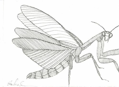 Line Prey Mantis