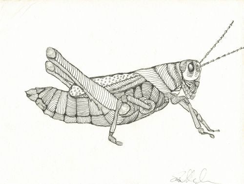Line Grasshopper