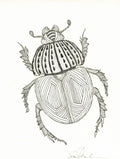 Line Beetle