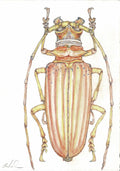 Orange Beetle