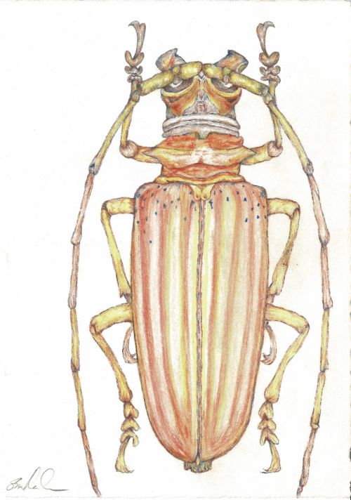 Orange Beetle