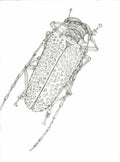 Spotted Beetle