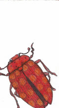 Red Beetle