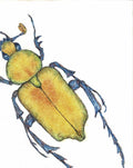 Golden Beetle