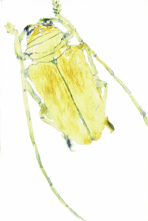 Yellow Beetle