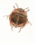 Flying Saucer Beetle