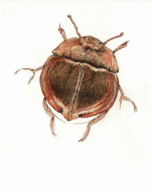 Flying Saucer Beetle