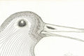 Line Bird