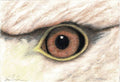 Bird's Eye