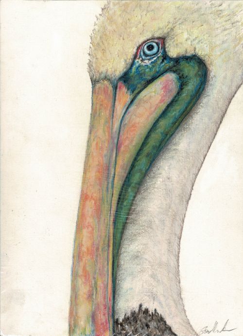 Pelican