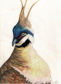 Partridge