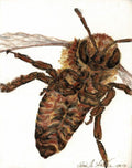 Beekeeping