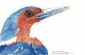 White-Bellied Kingfisher