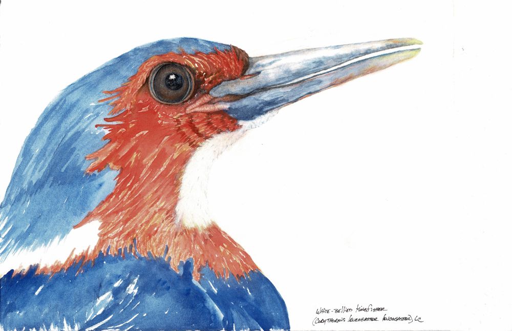 White-Bellied Kingfisher