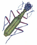 Beetle
