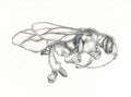 Wasp