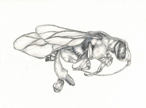 Wasp